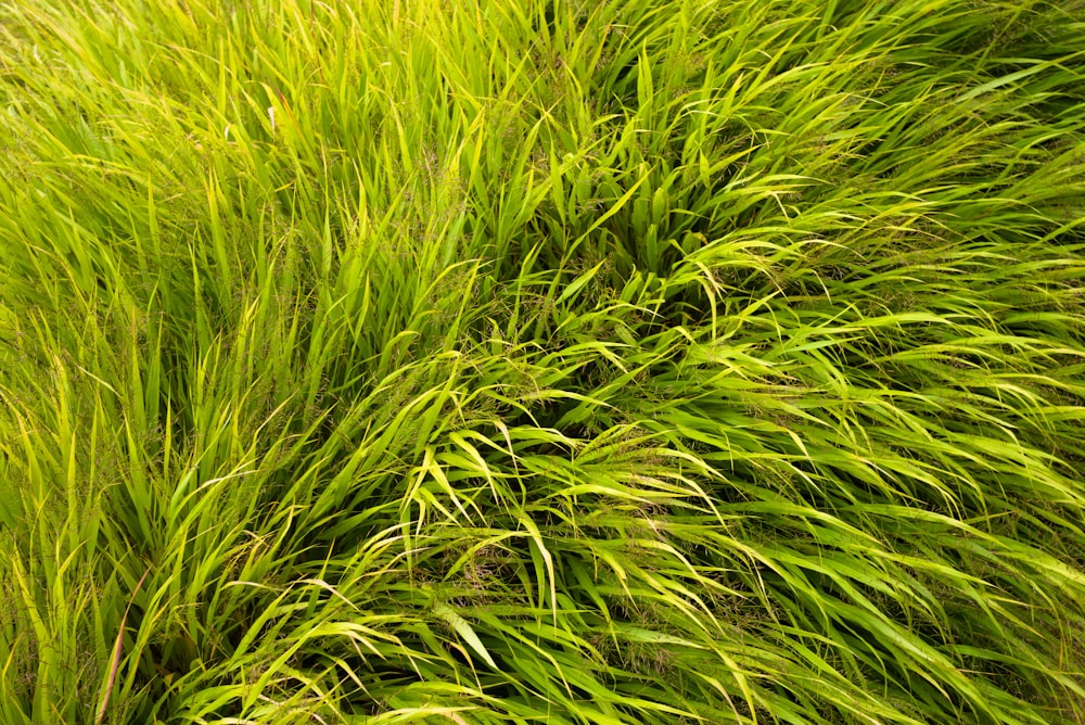 a close up of a grass plant with lots of green leaves