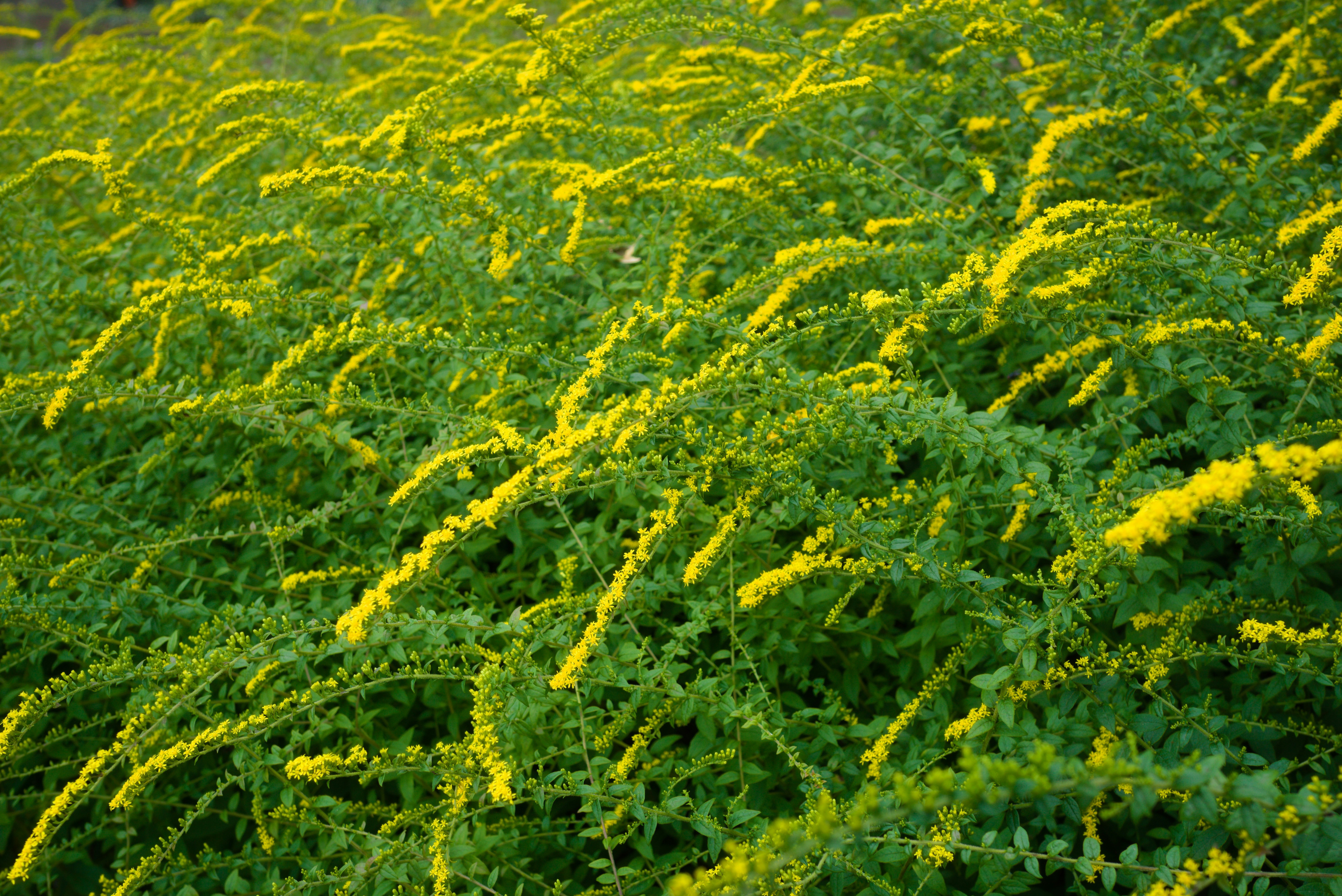 a field of yellow flowers with green leaves