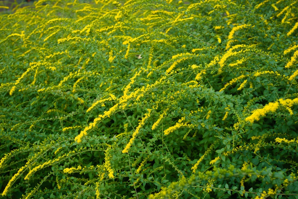 a field of yellow flowers with green leaves