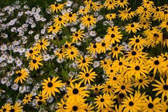 a field full of yellow and white flowers