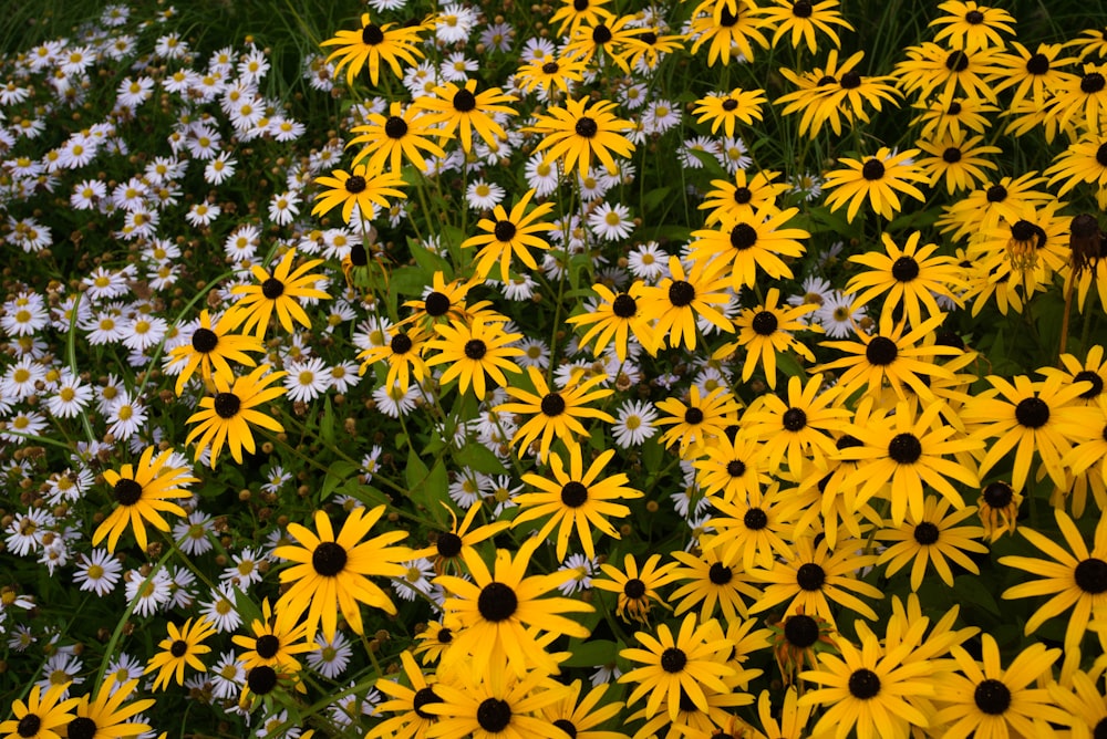 a field full of yellow and white flowers