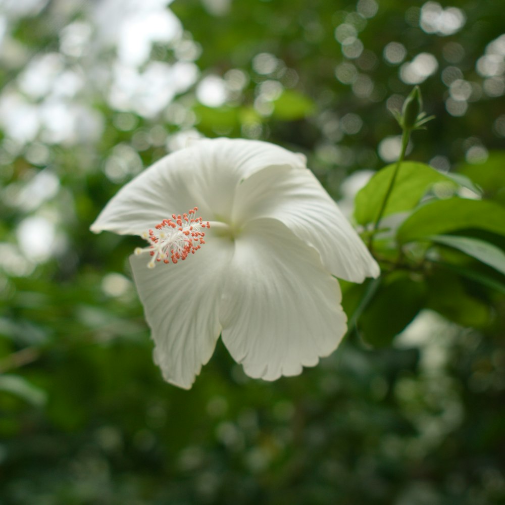 a white flower with a red stamen on it