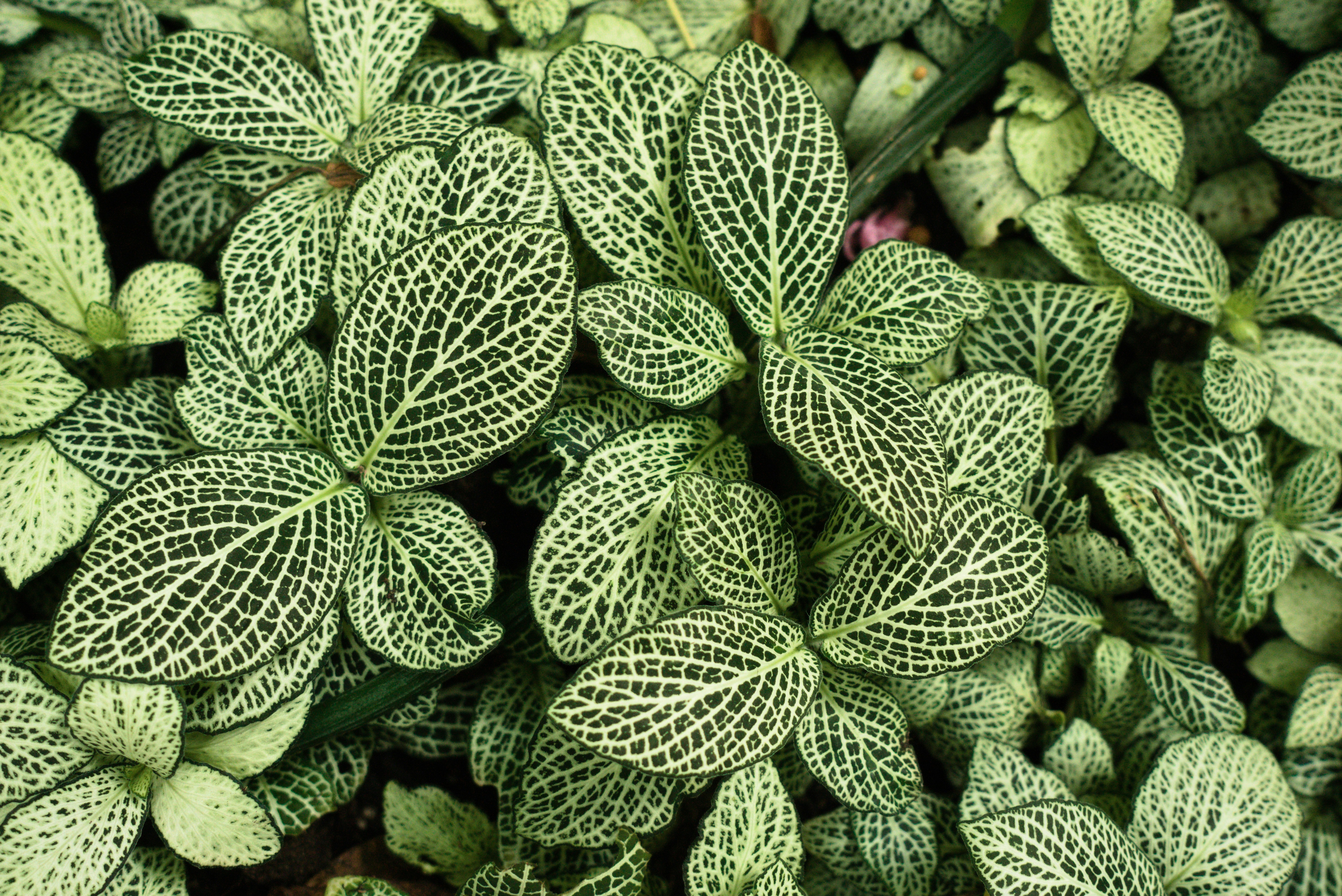 a close up of a plant with green leaves