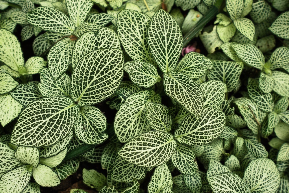 a close up of a plant with green leaves