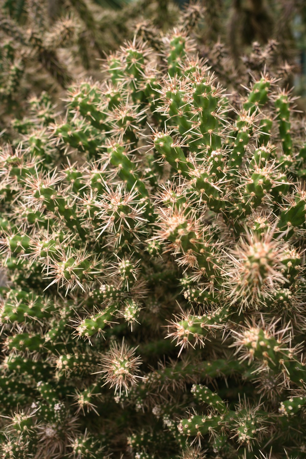 a close up of a green cactus plant