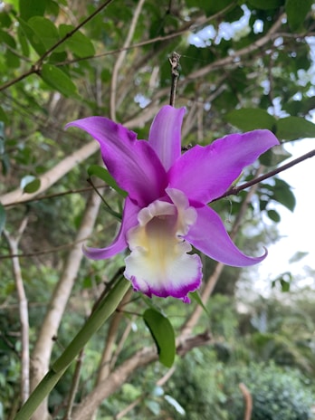 A close-up of a rare Indonesian orchid blooming in a lush forest.