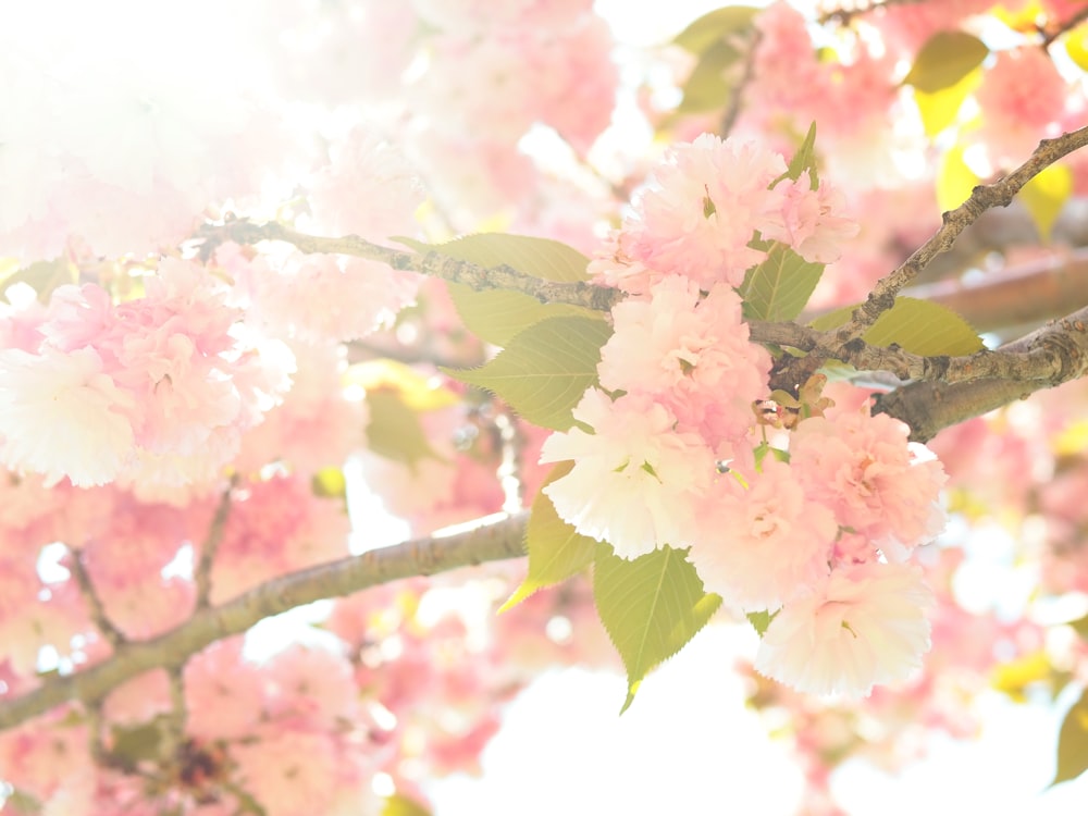 a branch of a tree with pink flowers