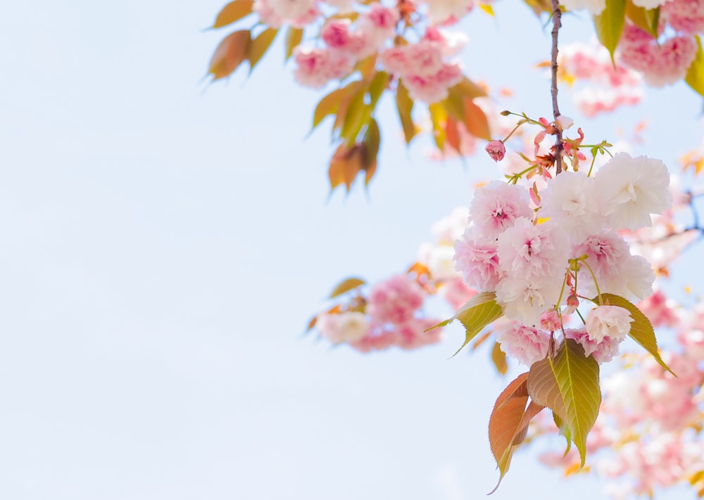 a branch of a tree with pink flowers