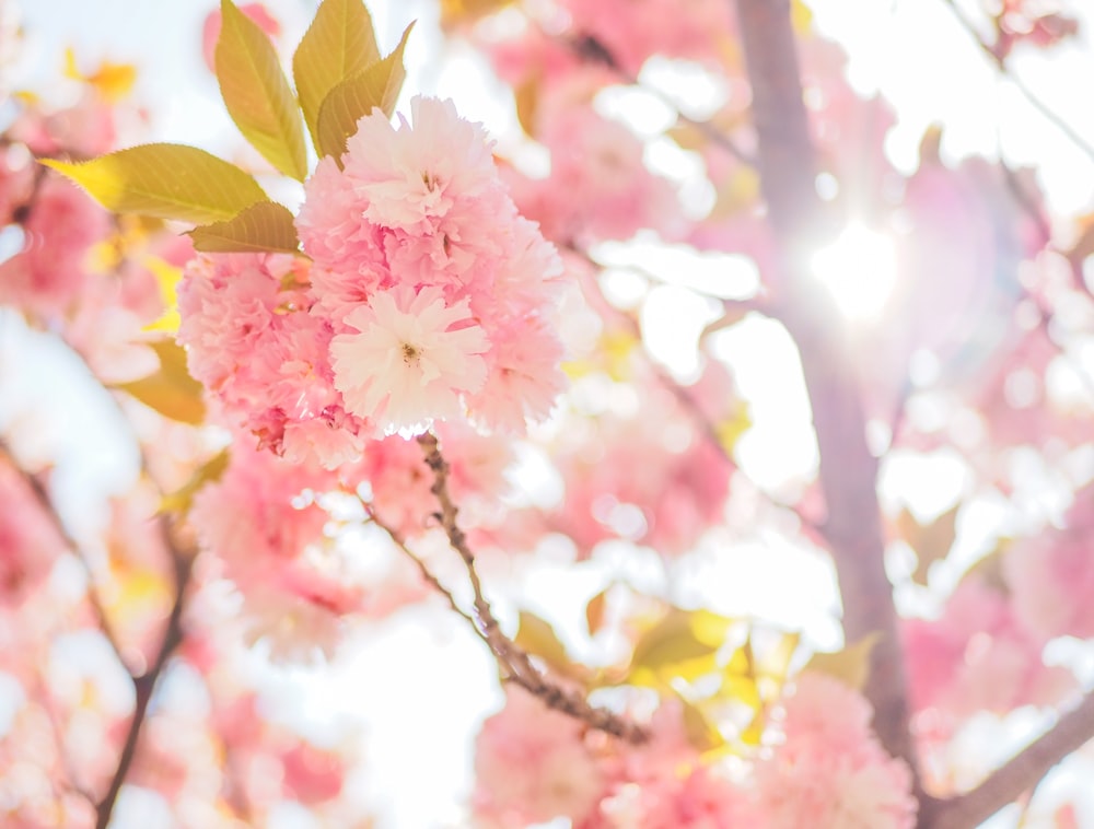 a close up of a tree with pink flowers