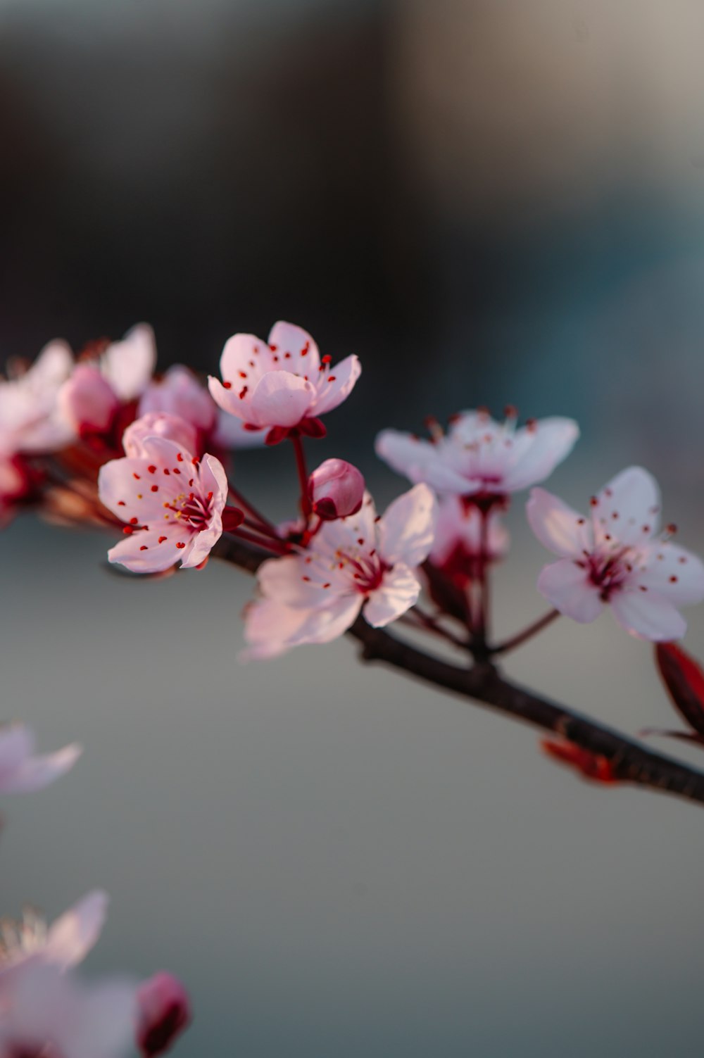 a close up of a branch with pink flowers