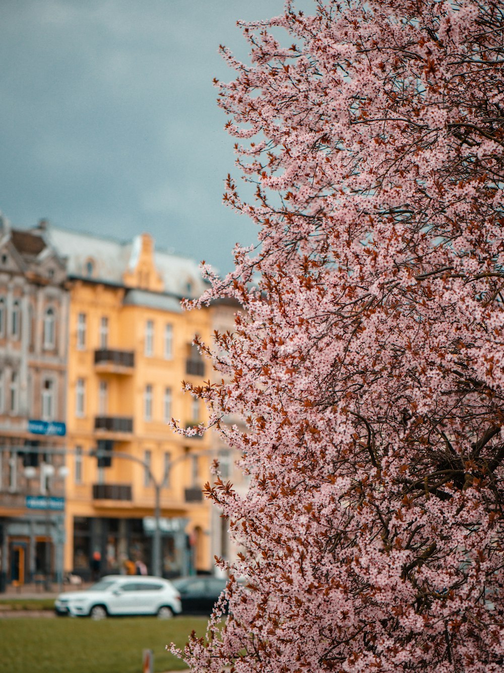 a tree with pink flowers in front of a yellow building