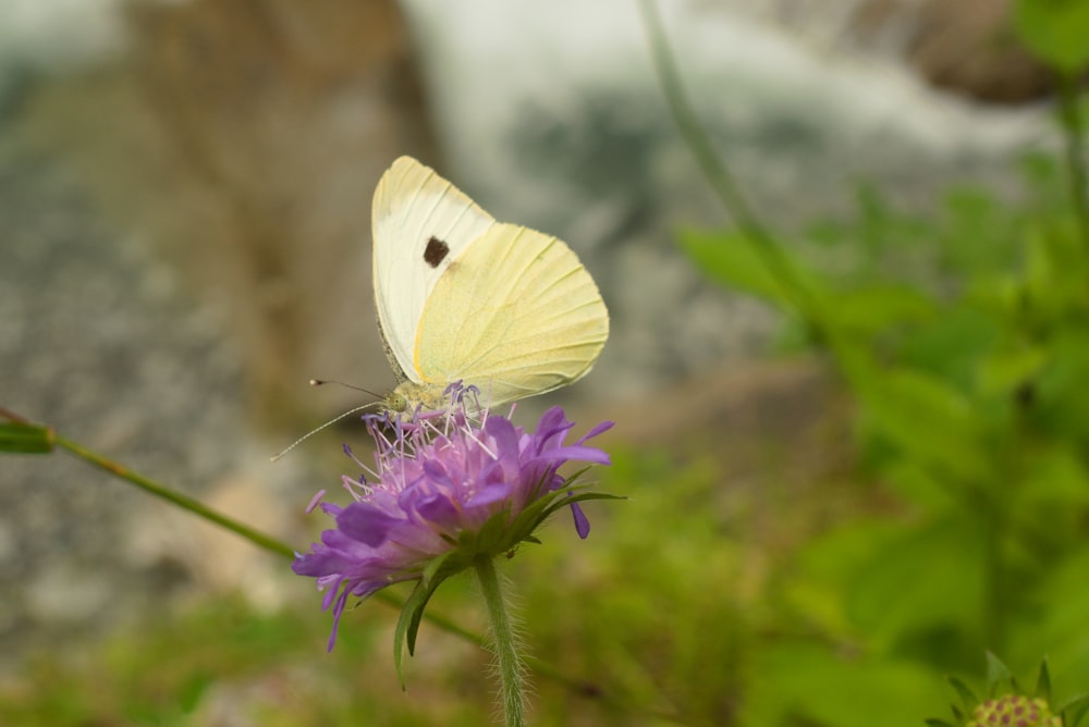 a yellow butterfly sitting on top of a purple flower