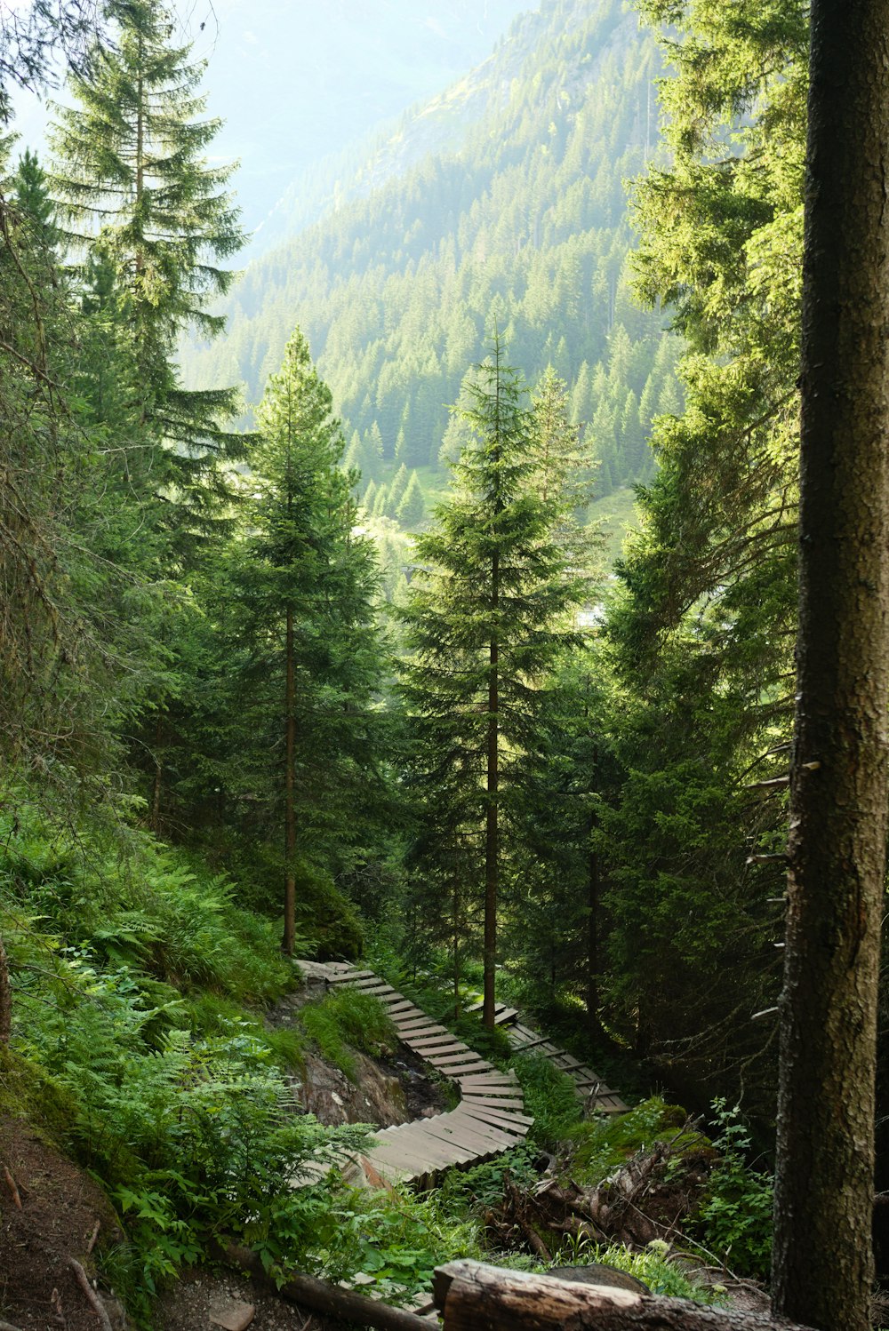 a path in the middle of a forest