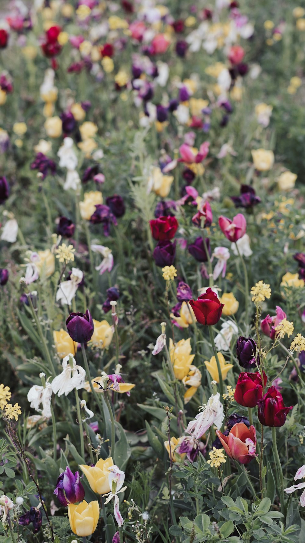 a field full of colorful flowers in the middle of the day