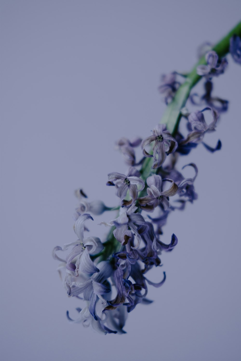 a close up of a flower on a stem