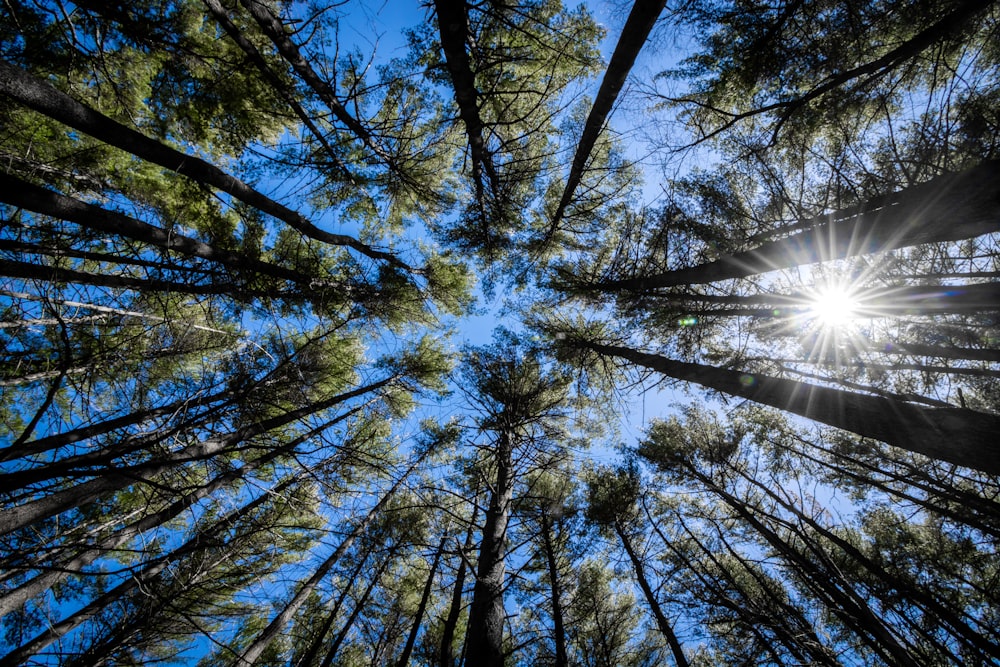 the sun is shining through the trees in the forest