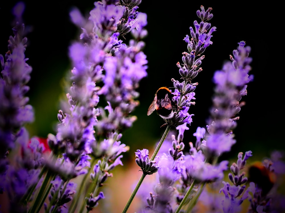 a bee sitting on top of a purple flower