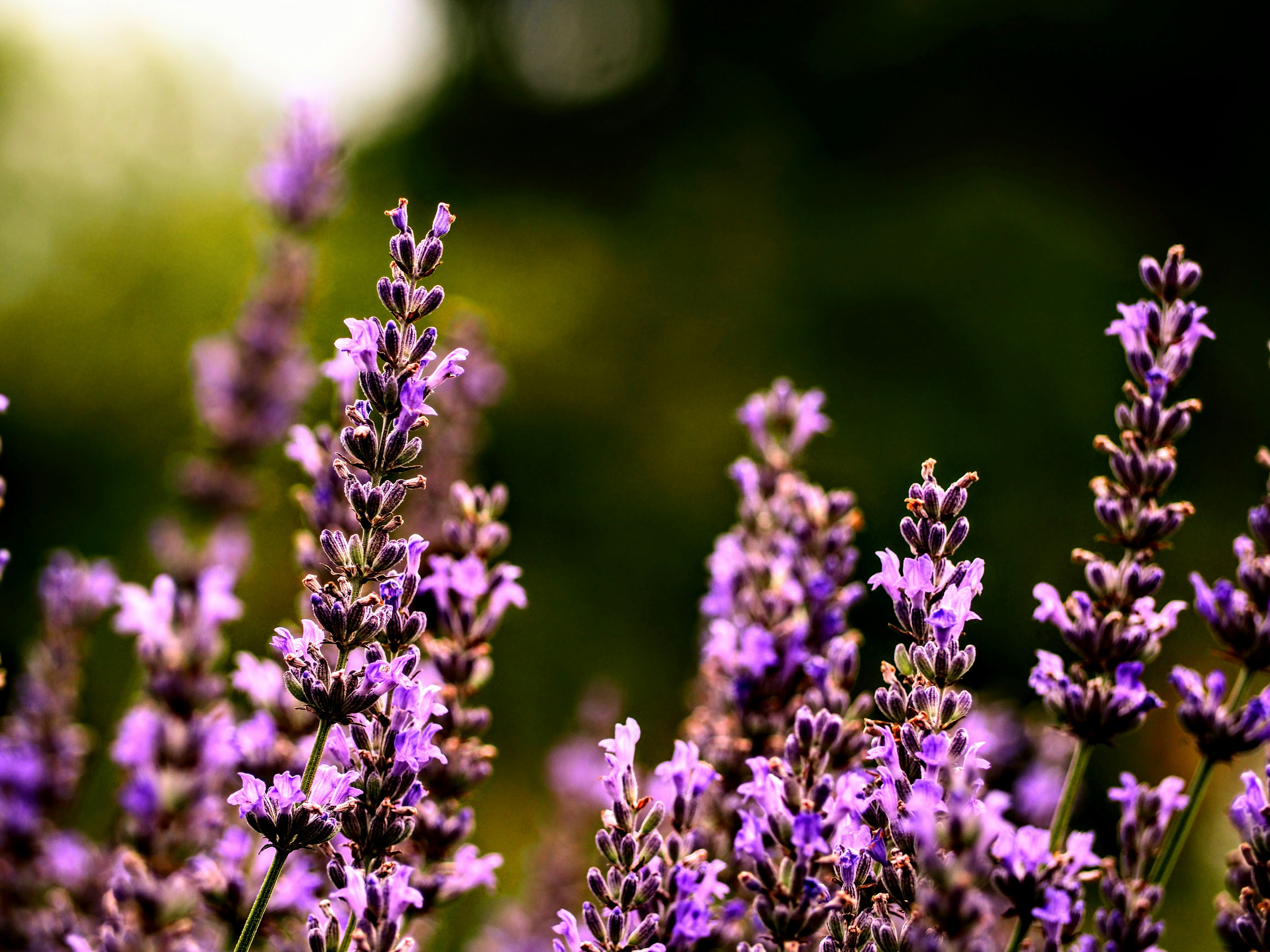 Photo by benji_da_vinci