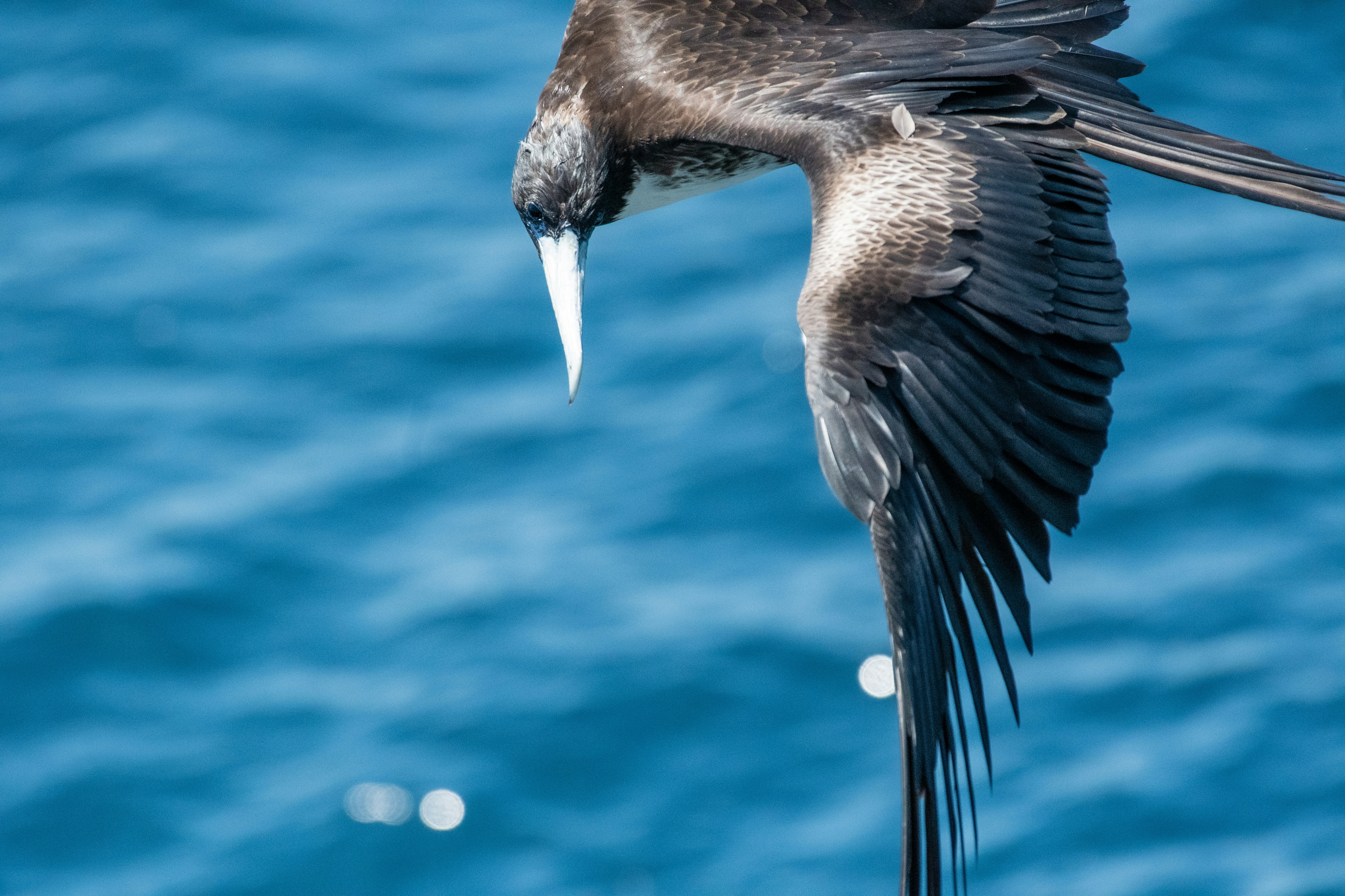 a bird flying over a body of water