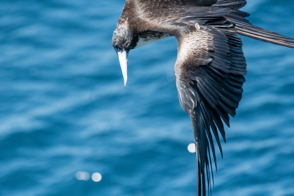 a bird flying over a body of water