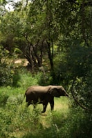 A majestic elephant walking through a serene forest.