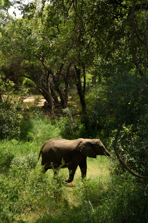 Sunlight filtering through the canopy onto a peaceful elephant resting in the shade.