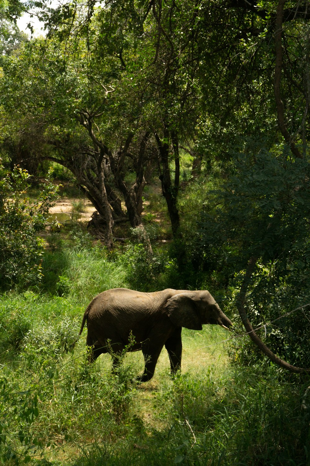 an elephant walking through a lush green forest