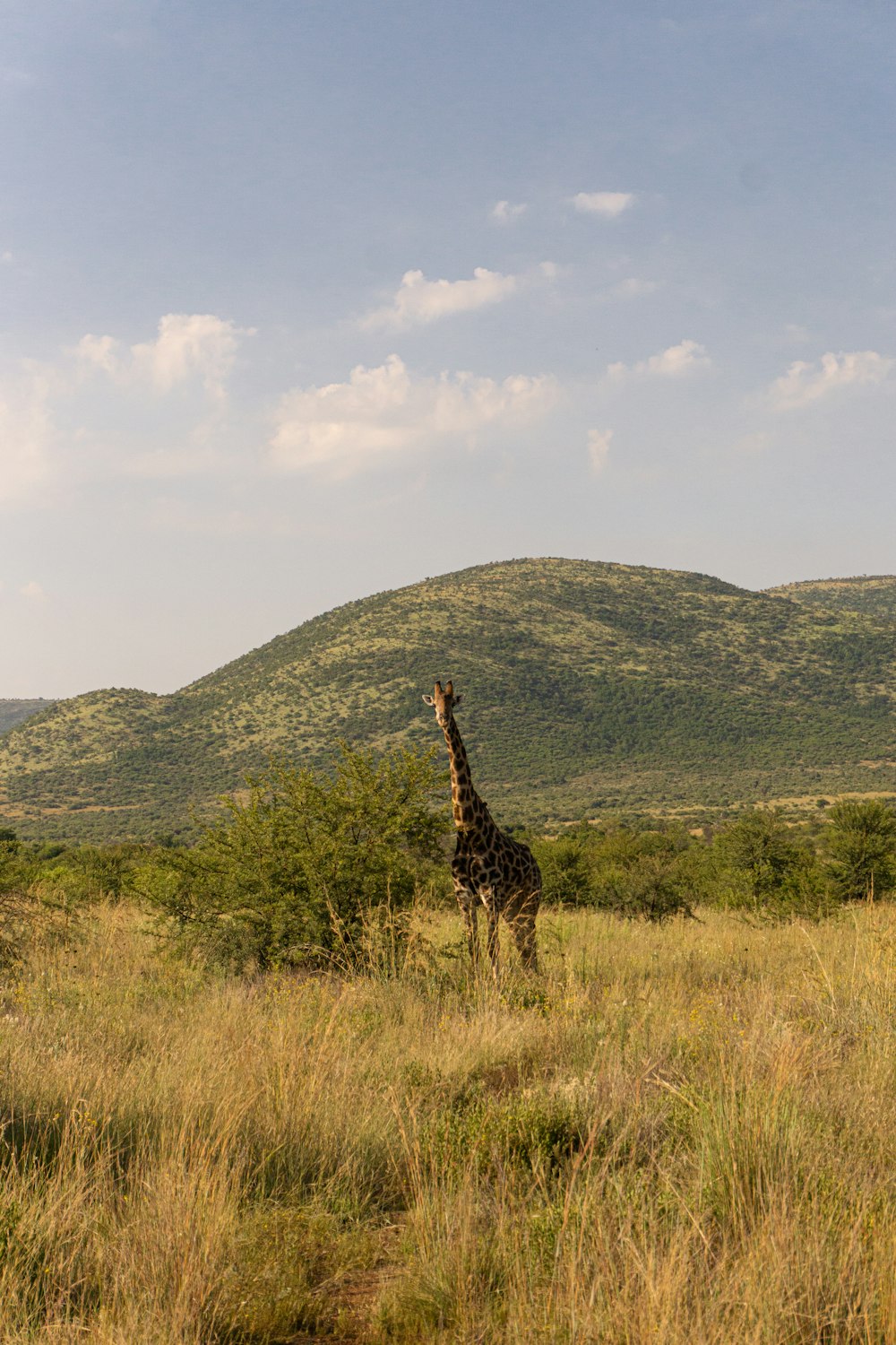 a giraffe standing in the middle of a field