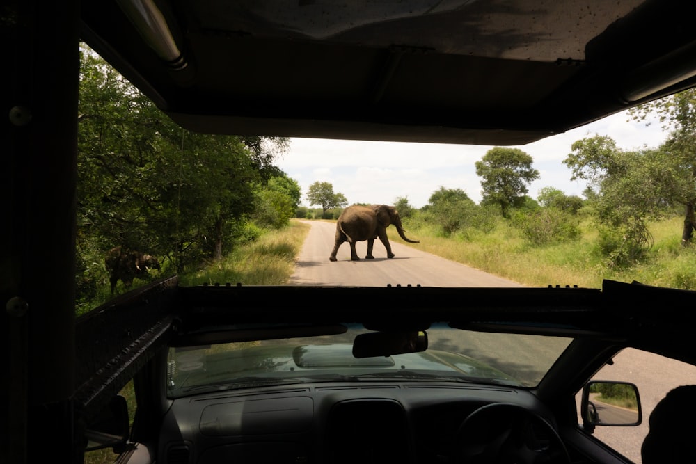 an elephant crossing the road in front of a car