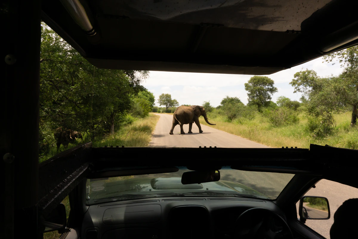 Elephant crossing the road in front of a safari vehicle in Kruger