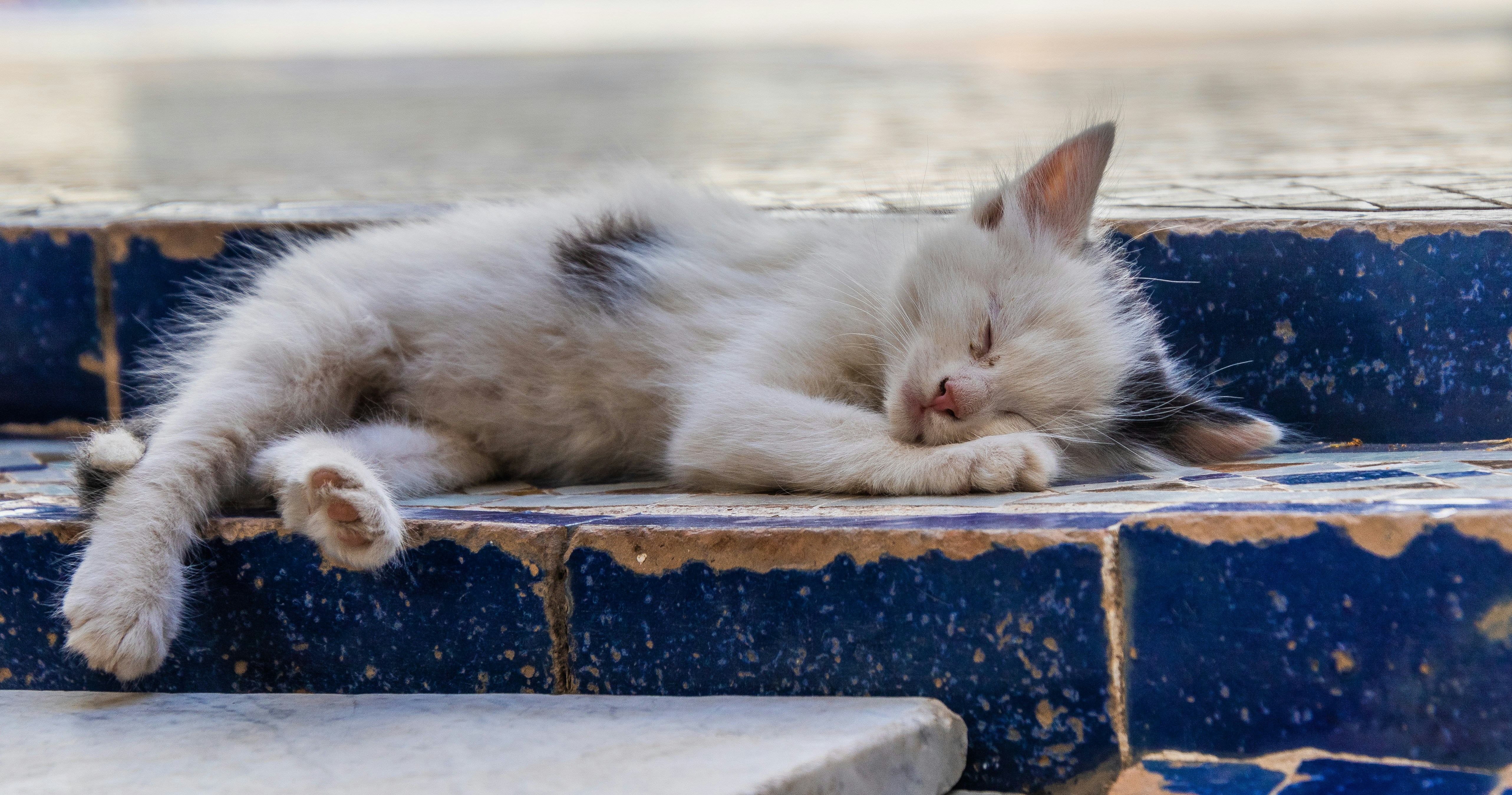 A white and black cat sleeping on some steps