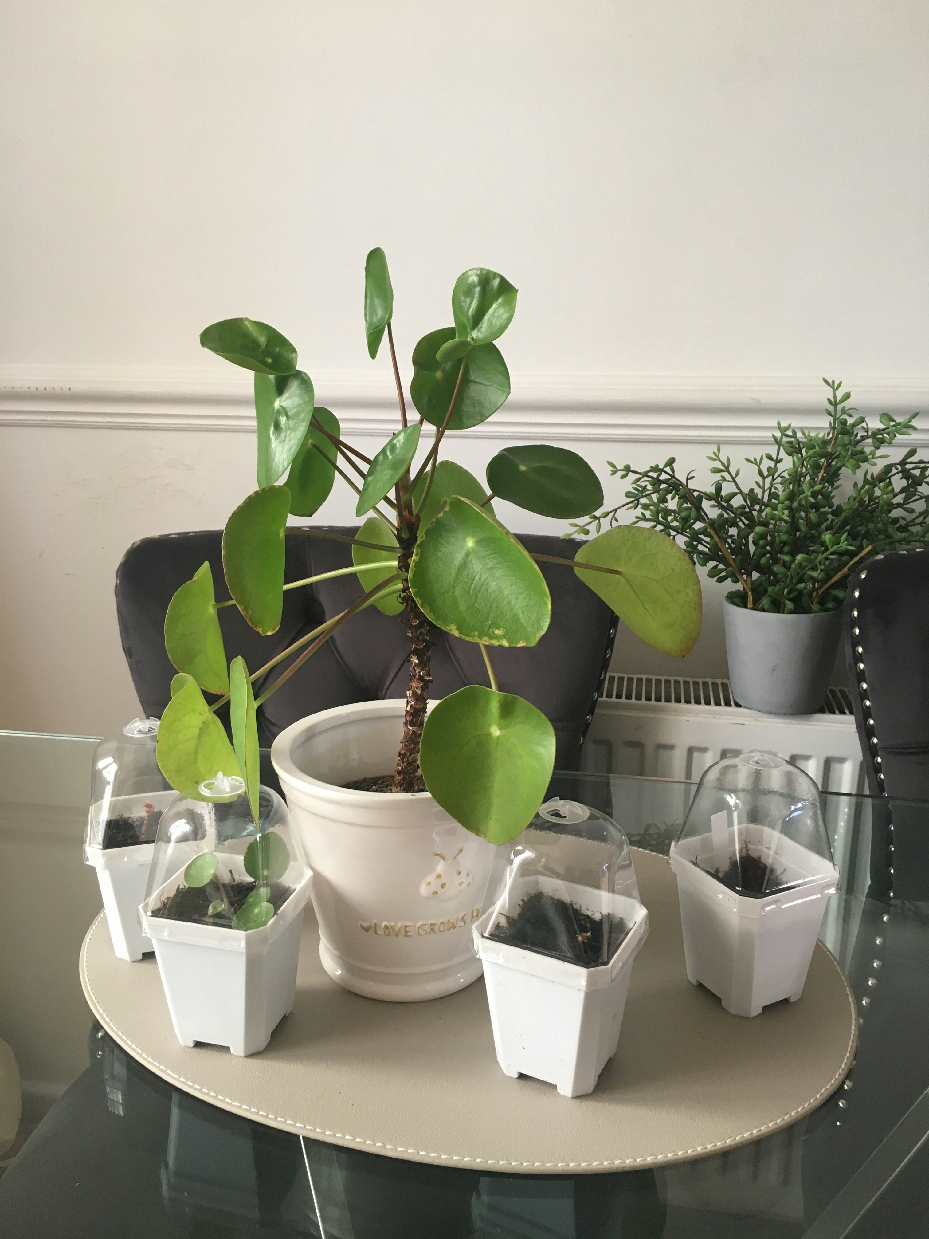 Understanding Plant Definitions and Their Importance