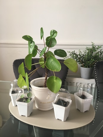 A central green plant with large, round leaves is placed in a white pot inscribed with text. Surrounding the main plant are four smaller white pots with transparent lids, set on a light-colored mat atop a glass table. In the background, an additional plant with small leaves is positioned against a white wall.