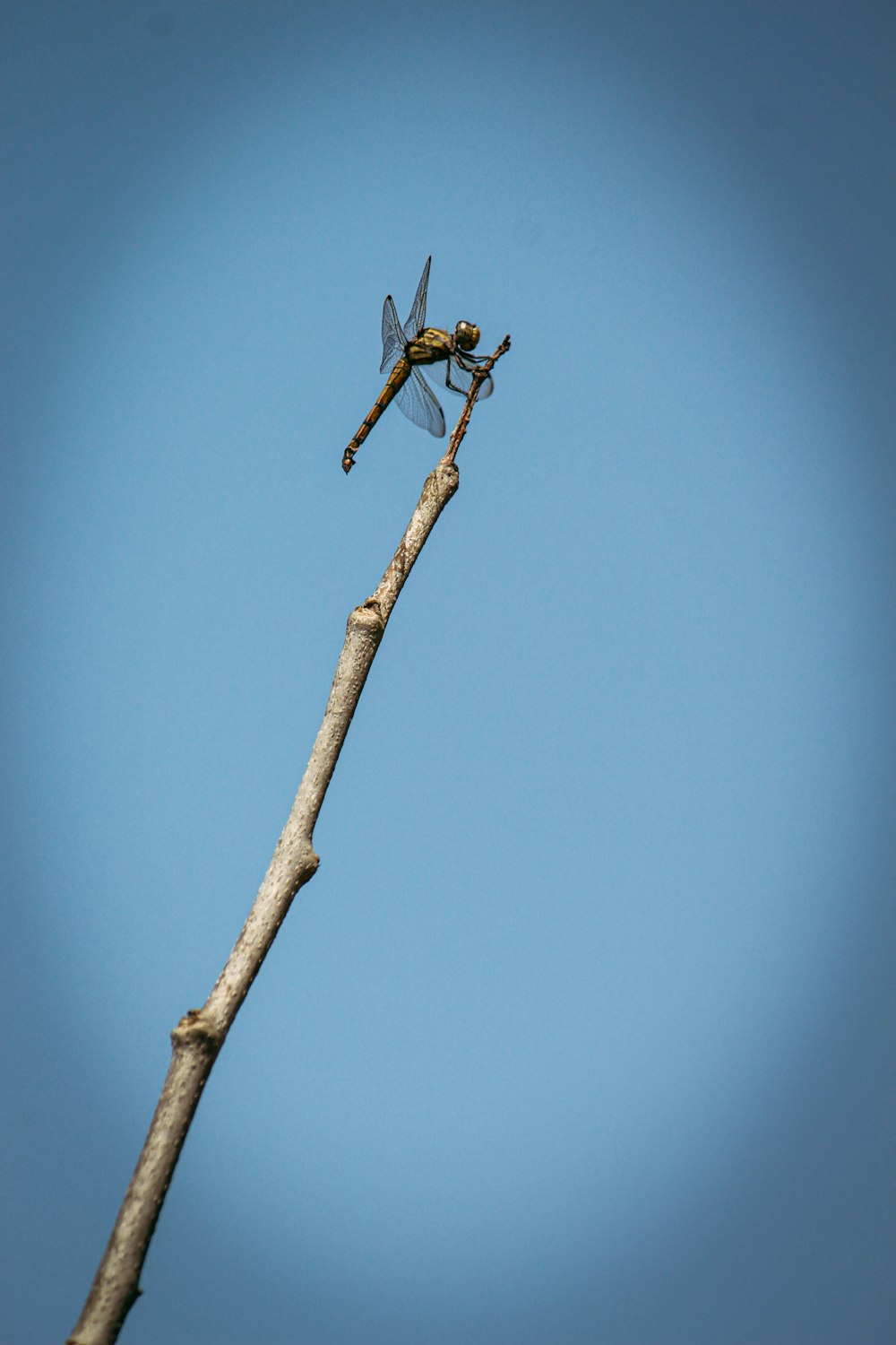 Una libélula sentada en la cima de la rama de un árbol