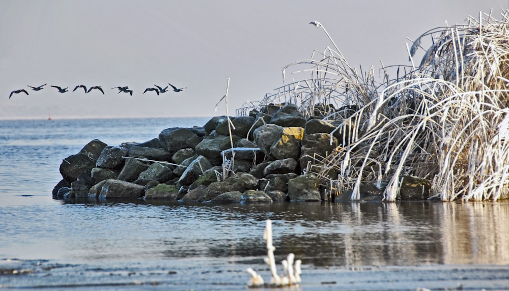 a flock of birds flying over a body of water