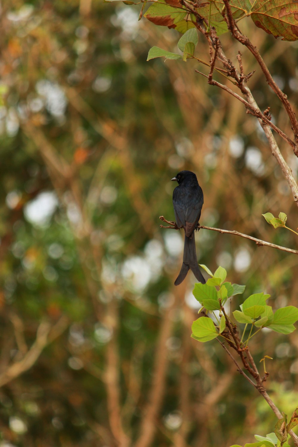 a small black bird perched on a tree branch