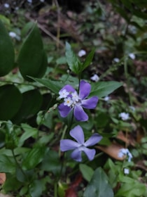 A close-up of delicate flowers in a garden setting.