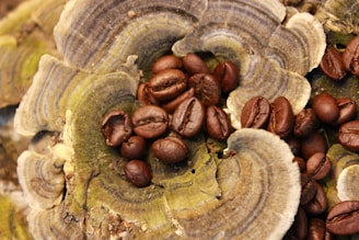 A group of brown coffee beans scattered over large, textured, multicolored mushrooms with shades of green, brown, and gray.