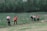 A group of miners working together in a lush green landscape in Congo.