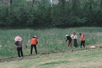 A group of six people are working together on a patch of land, engaging in agricultural activities. They are dressed in various colors with some donning traditional hats. The background consists of dense green foliage and trees, with a marshy area or river behind the workers. The scene suggests a rural setting with natural surroundings.