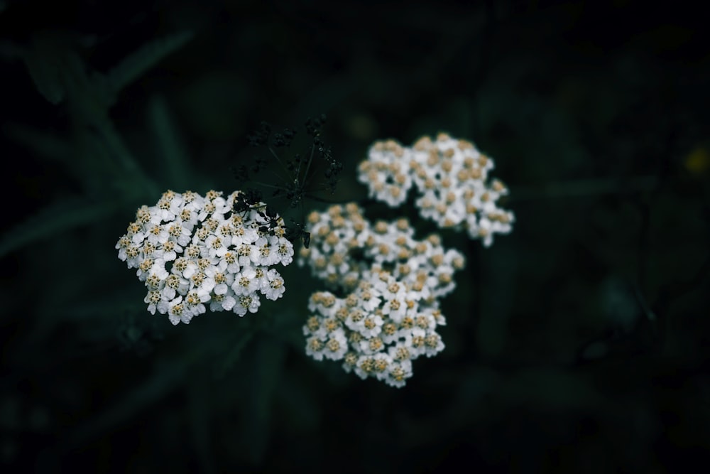 a bunch of white flowers sitting on top of a lush green field