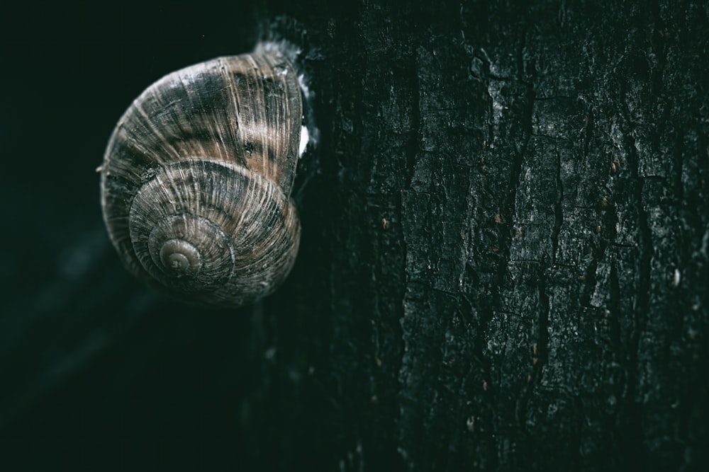 a close up of a snail on a tree