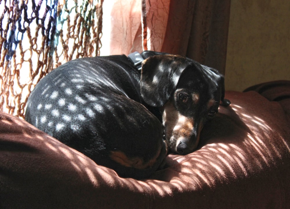 a black and brown dog laying on top of a brown dog bed