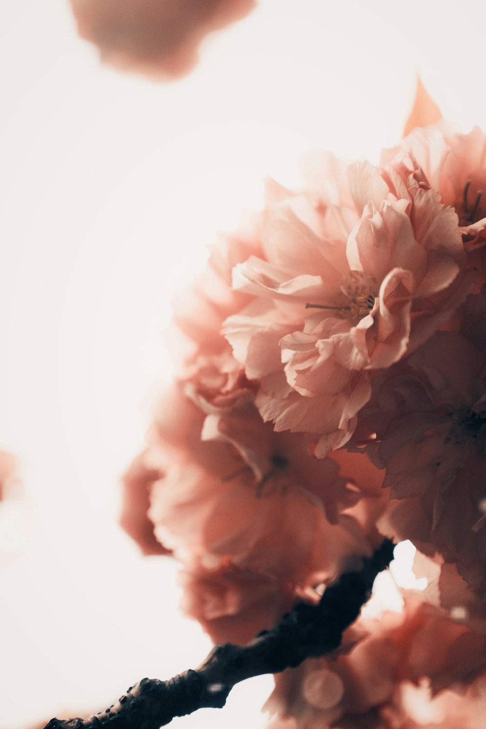 a close up of a pink flower on a branch