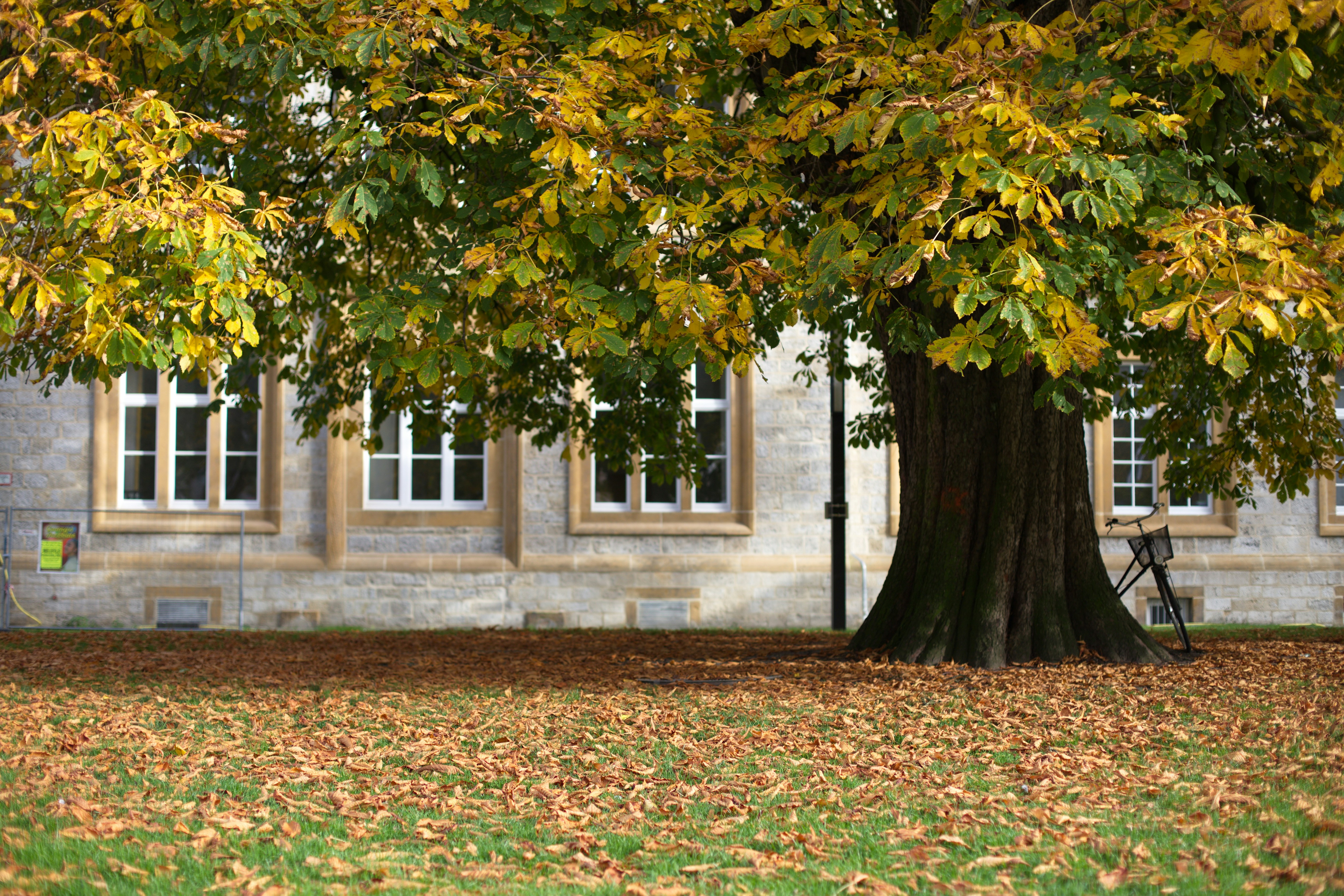 a bench under a tree in front of a building