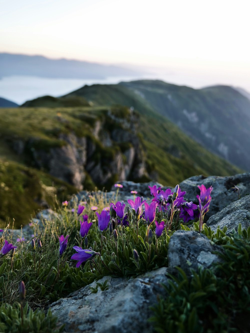 purple flowers growing on the side of a mountain