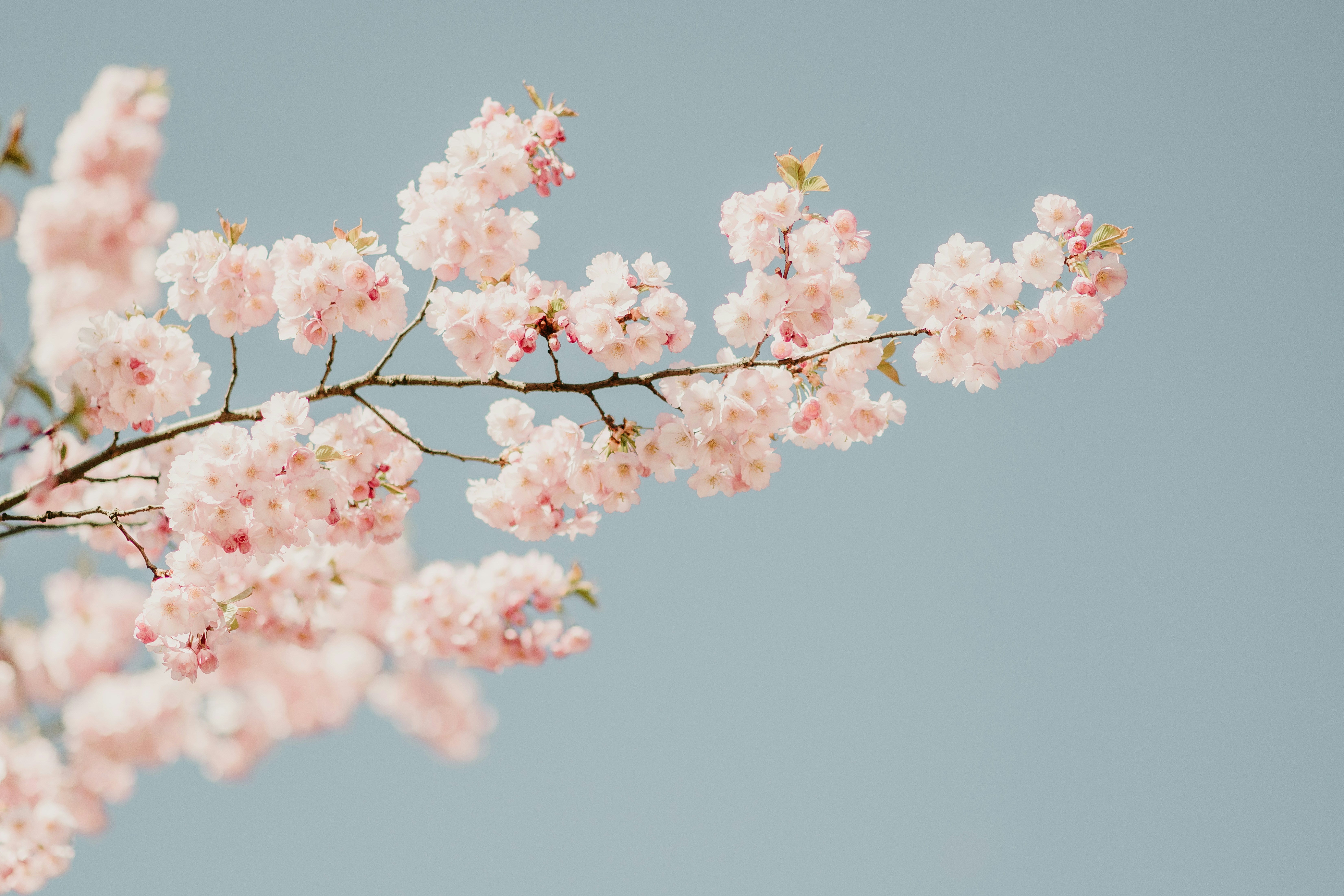 青空にピンクの花が咲く枝の写真 – Unsplashの花の無料画像