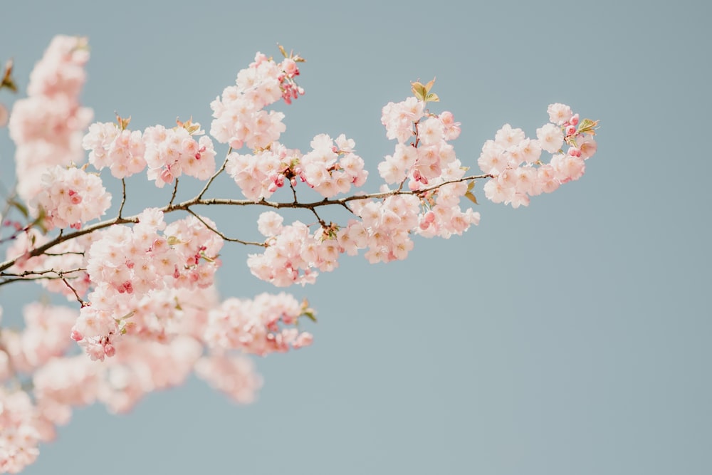 a branch with pink flowers against a blue sky