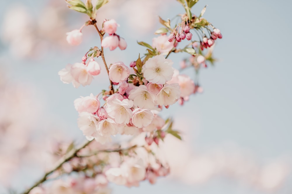 a branch of a cherry tree with pink flowers