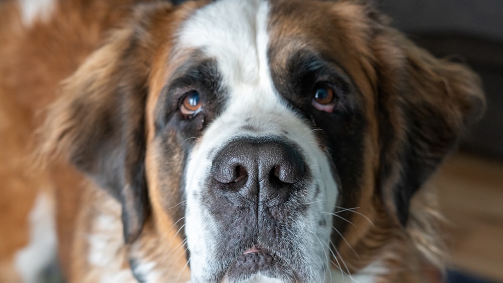 a close up of a brown and white dog